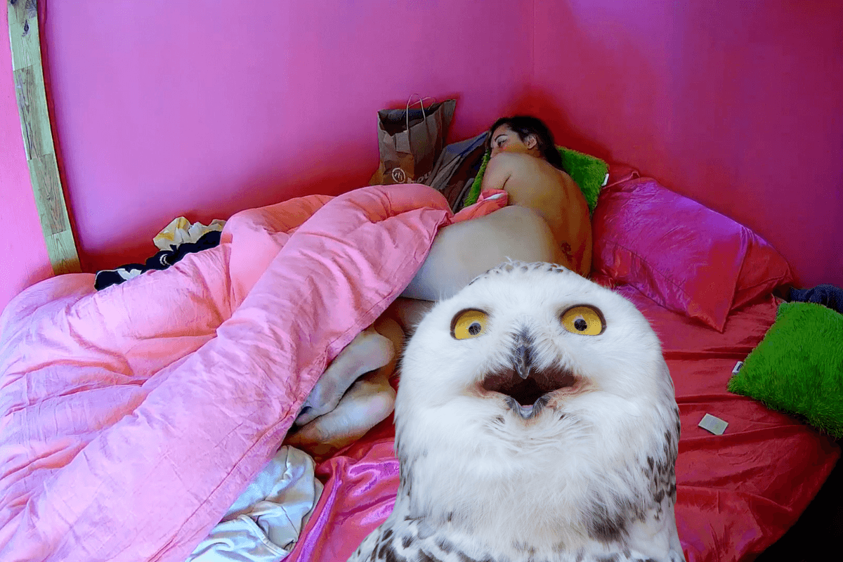 Peeping owl on live voyeur cams